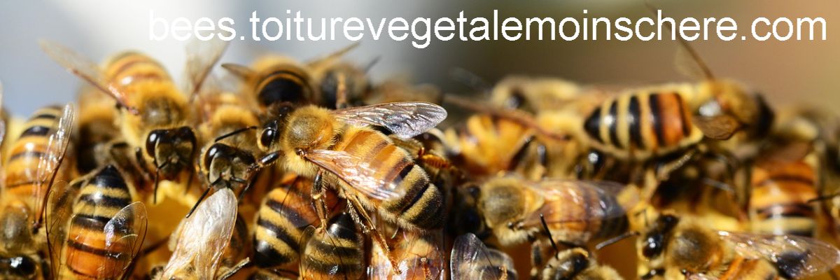 bees.toiturevegetalemoinschere.com